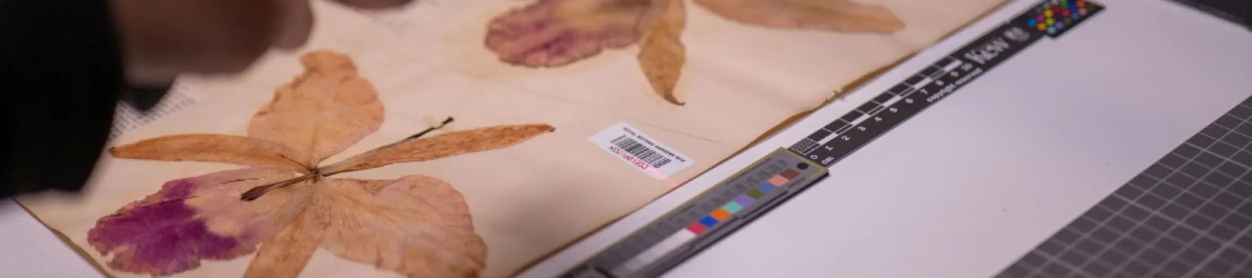 A herbarium orchid specimen gets its barcode scanned by a digitiser