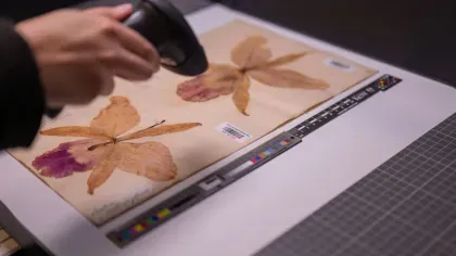 A herbarium orchid specimen gets its barcode scanned by a digitiser
