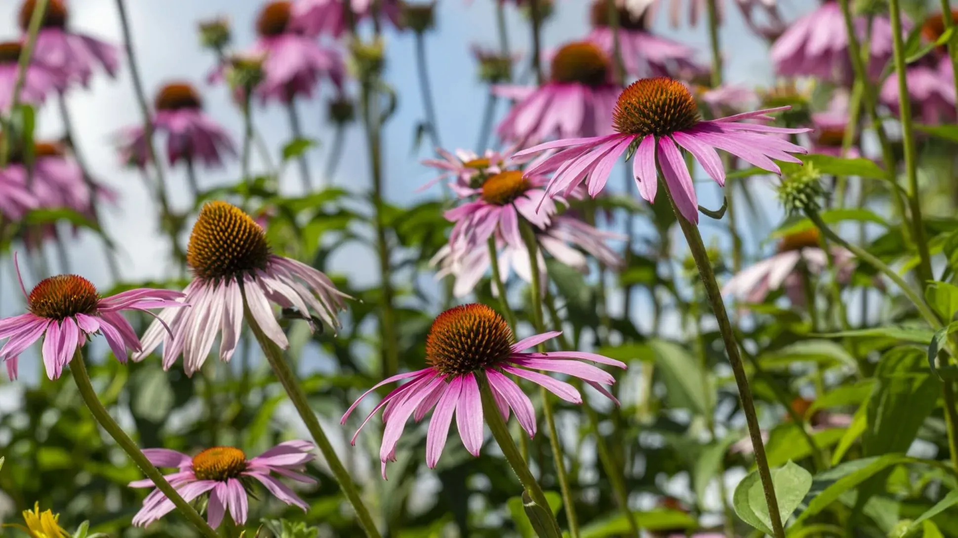 A collection of purple coneflower plants