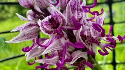 A close-up view of the monkey orchid flowers, the petals are shaped like a monkey