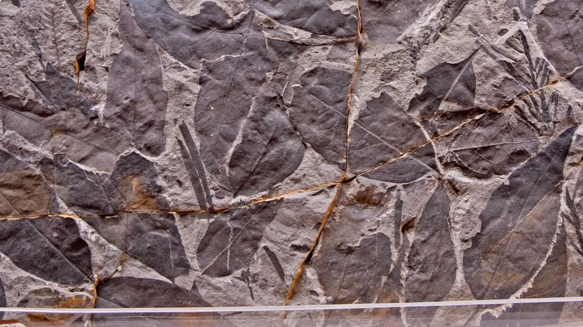 A collection of fossilised plant leaves in rock