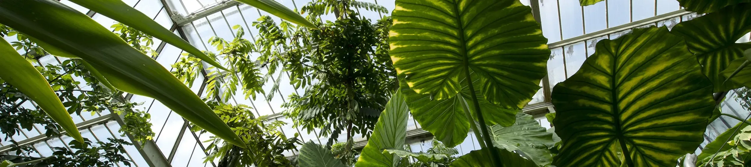 Inside the Princess of Wales Conservatory 