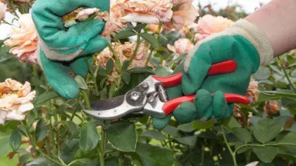 A pair of gloved hands using pruning shears on pink roses