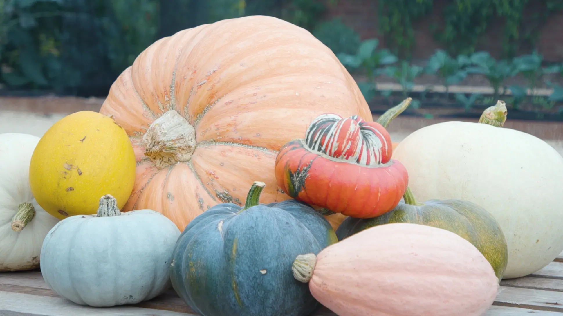 A collection of pumpkin varieties in the Kitchen Garden at Kew Gardens