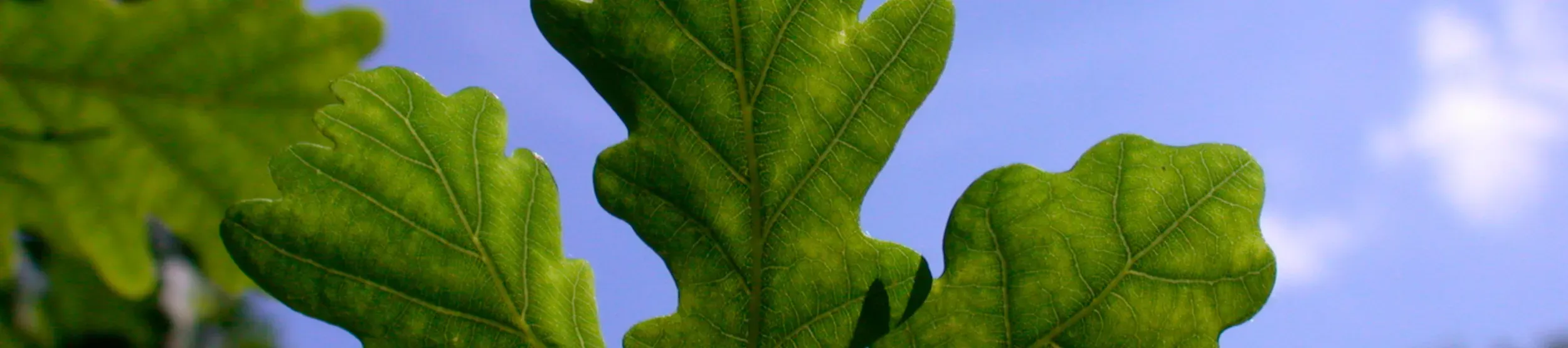 Close up of three bright green Quercus robur leaves. The sky behind is bright blue.