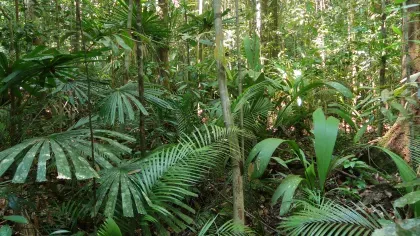 A collection of palms in a rainforest scene