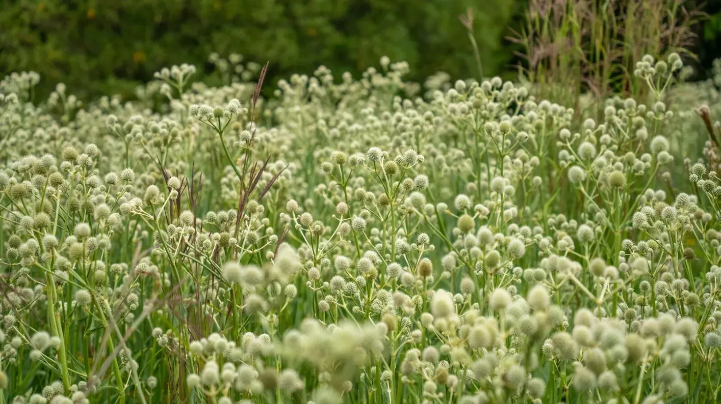 An expansive view of white rattlesnake master plants with spiky round heads