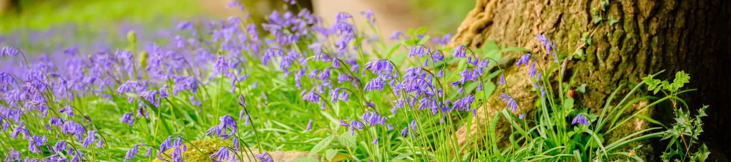 Bluebells, Bethlehem Wood, Wakehurst