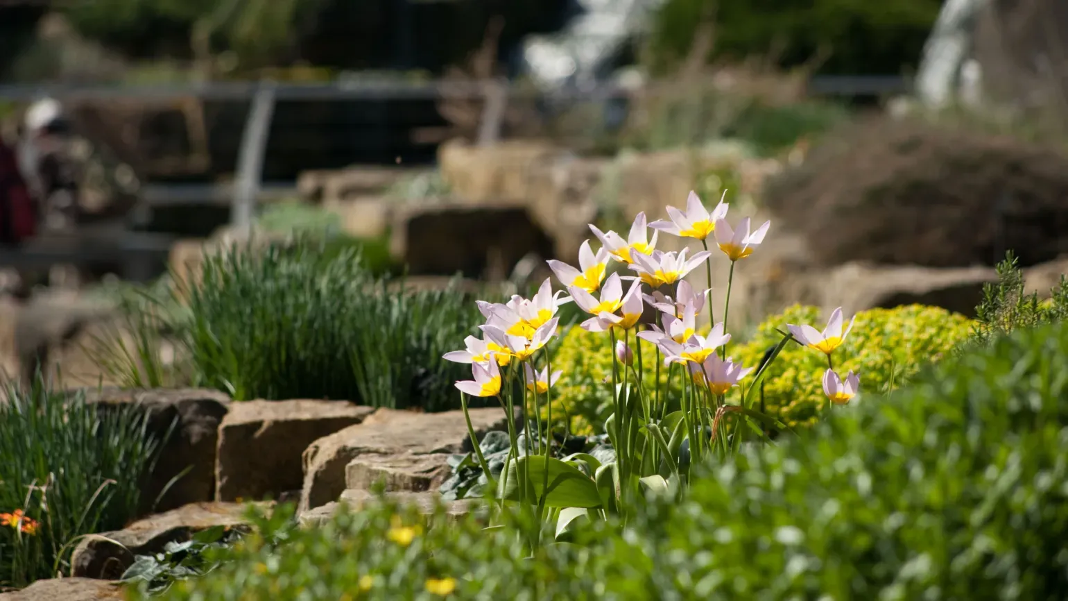 Close-up of Tulipa Saxatilis in the Rock Garden 