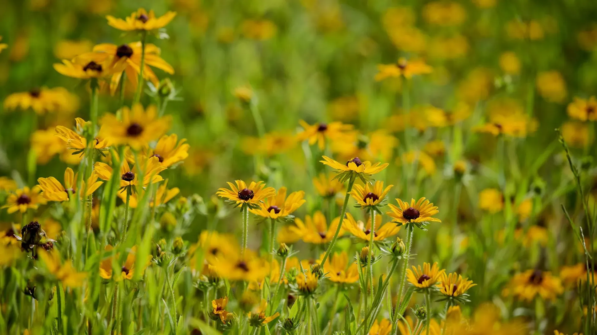 A collection of yellow black-eyed Susan flowers