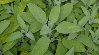 Common sage