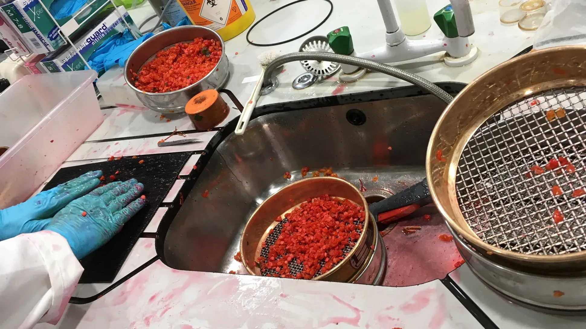 Guelder-rose seeds being removed from fruit in a sink prior to drying and banking at the Millennium seed bank