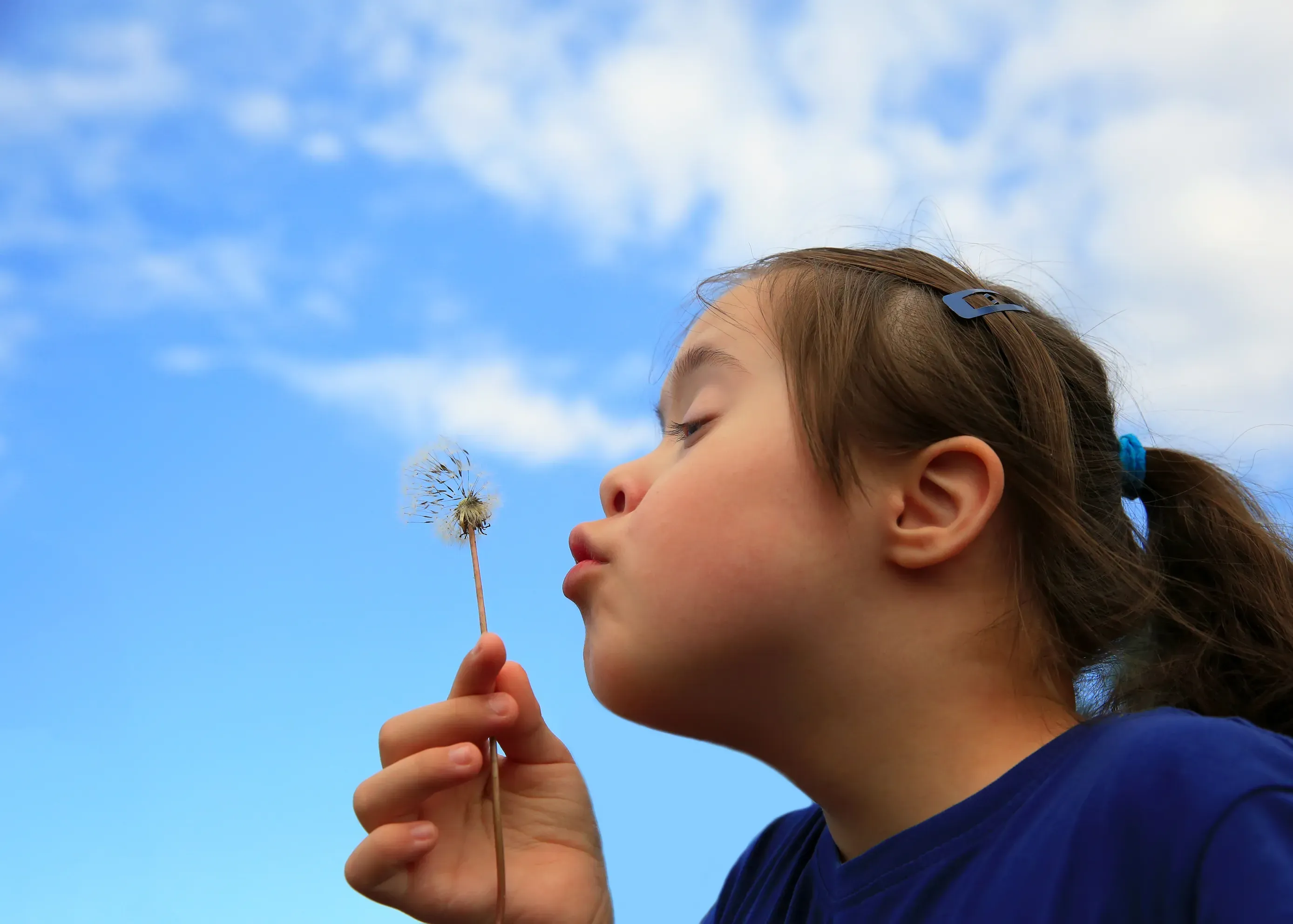 Young girl blowing a daffodil seed head
