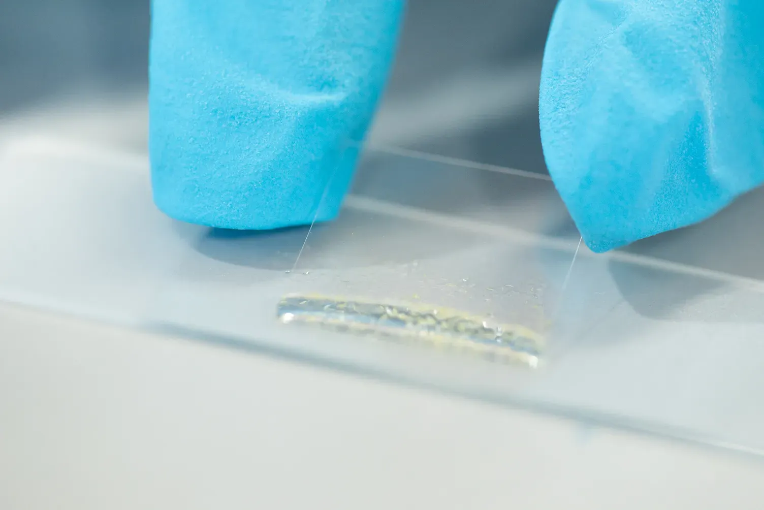 A blue gloved hand placing a glass cover-slip over a sample of orchid seeds and a few drops of clear liquid, onto a microscope slide. The hundreds of orchid seeds are barely visible due to their small size.