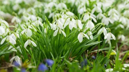 Galanthus