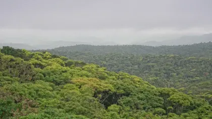 Aerial view of forest.