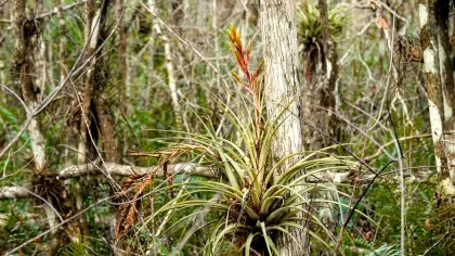 Tillandsia fasciculata flowering on a tree trunk.