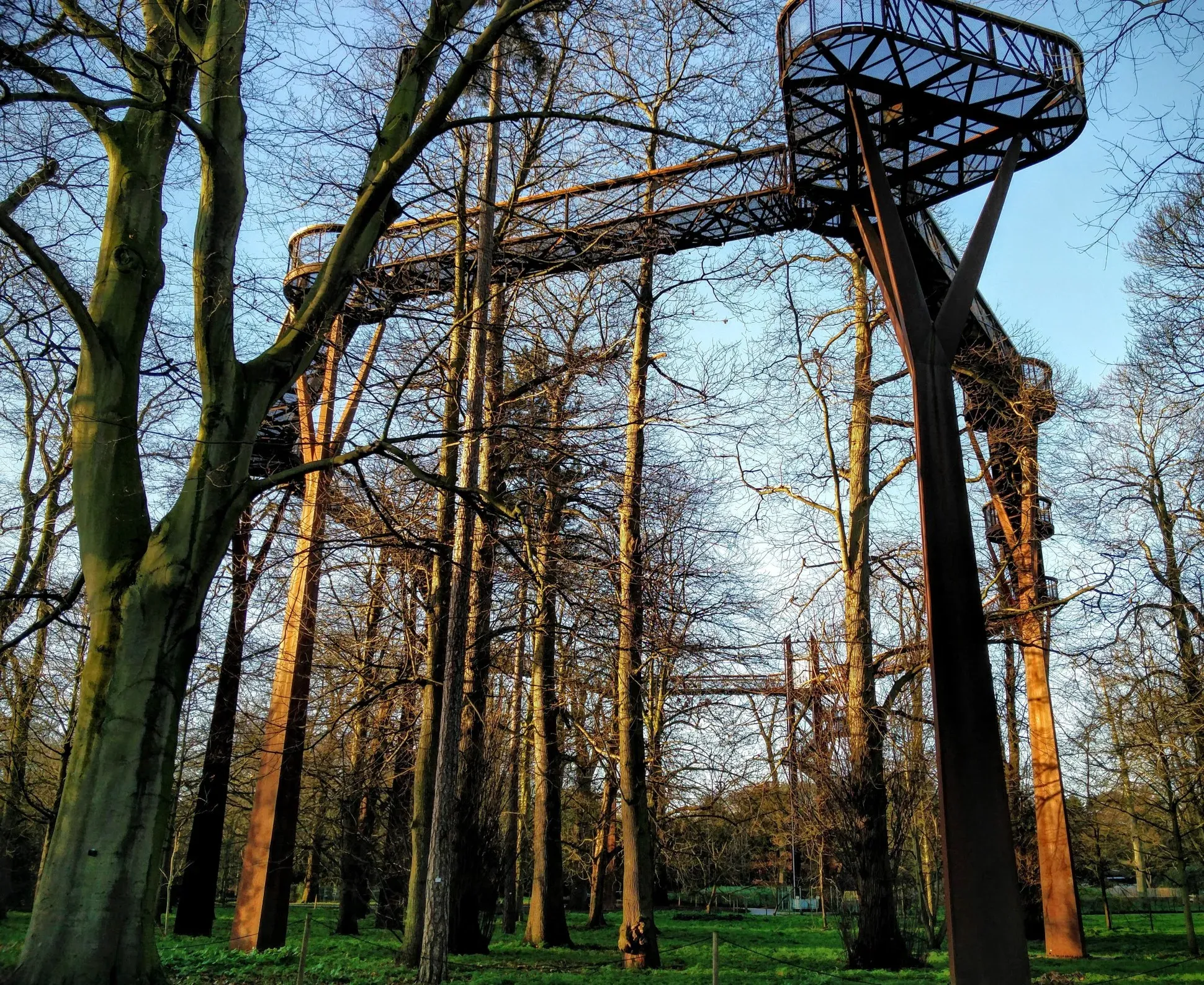 Treetop Walkway viewed from the ground 