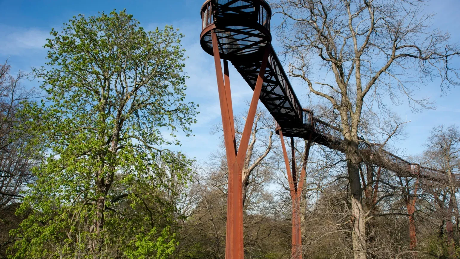 Treetop Walkway beneath a blue sky 