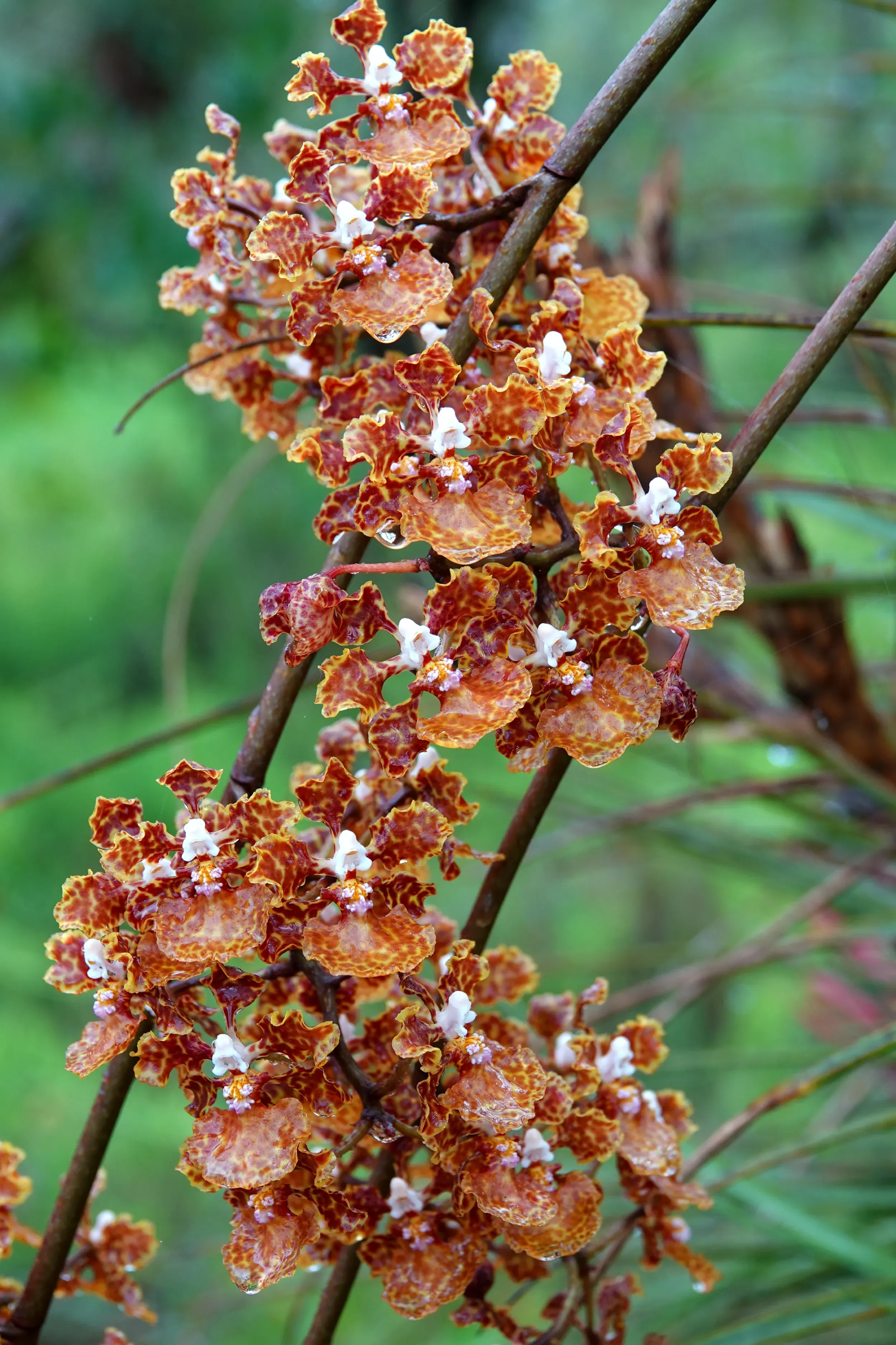 Flowers of a Trichoncentrum undalatum.