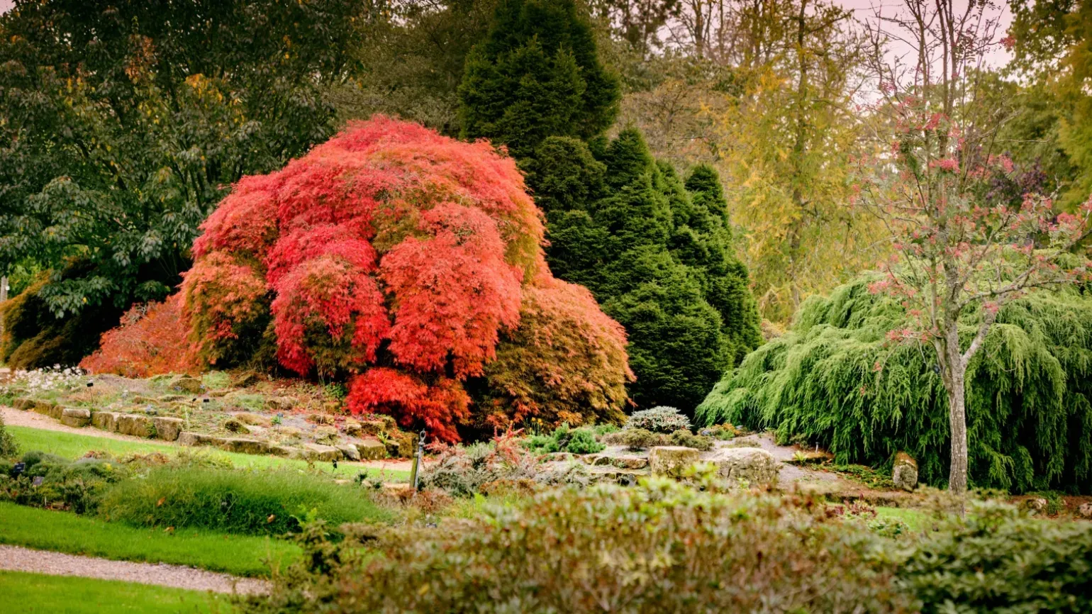 Bright red leaves in the Tony Schilling Asian Heath Garden 