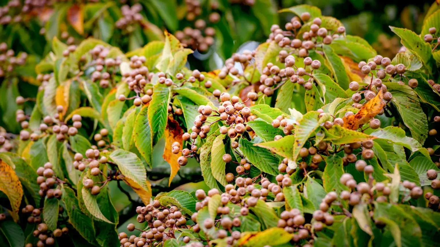 A specimen of Sorbus Coloneura 