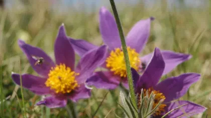 Purple wildflowers and bees