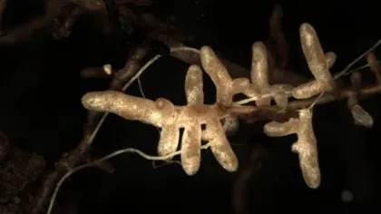 An underground root system with white stubby fungi