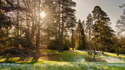 Winter forest bathing