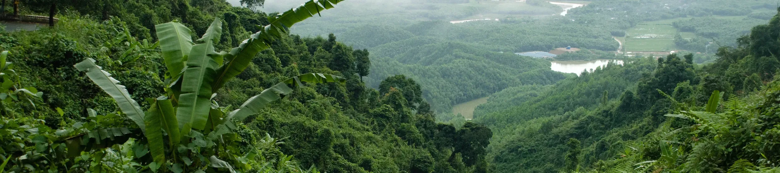A green forest in Vietnam