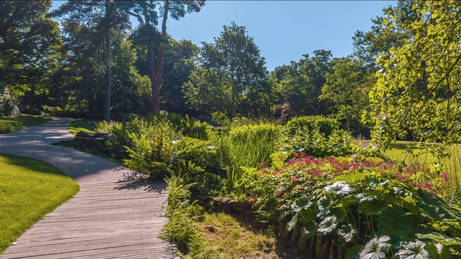 A wooden pathway next to a colourful bog garden