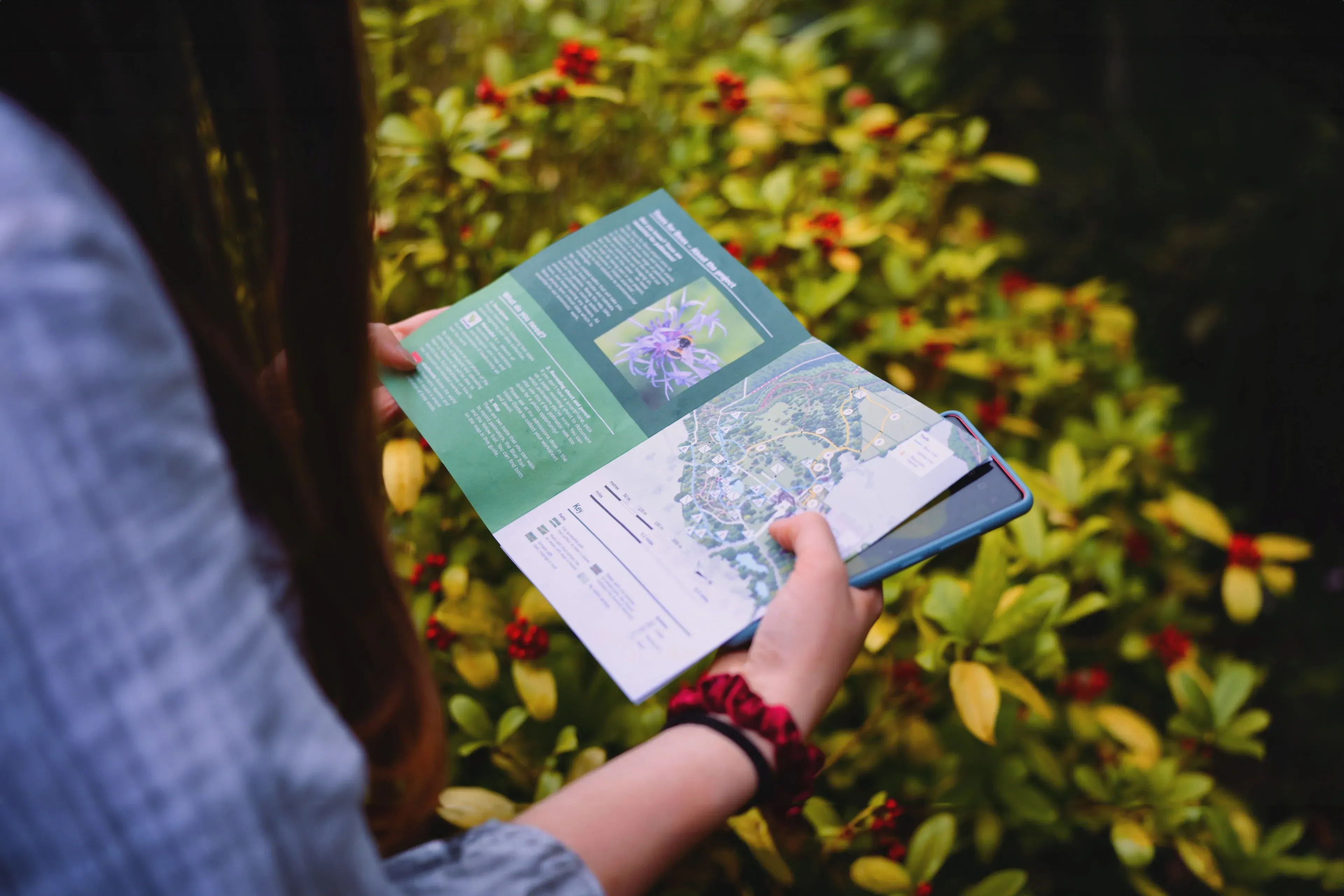 A person read a map next to a bush