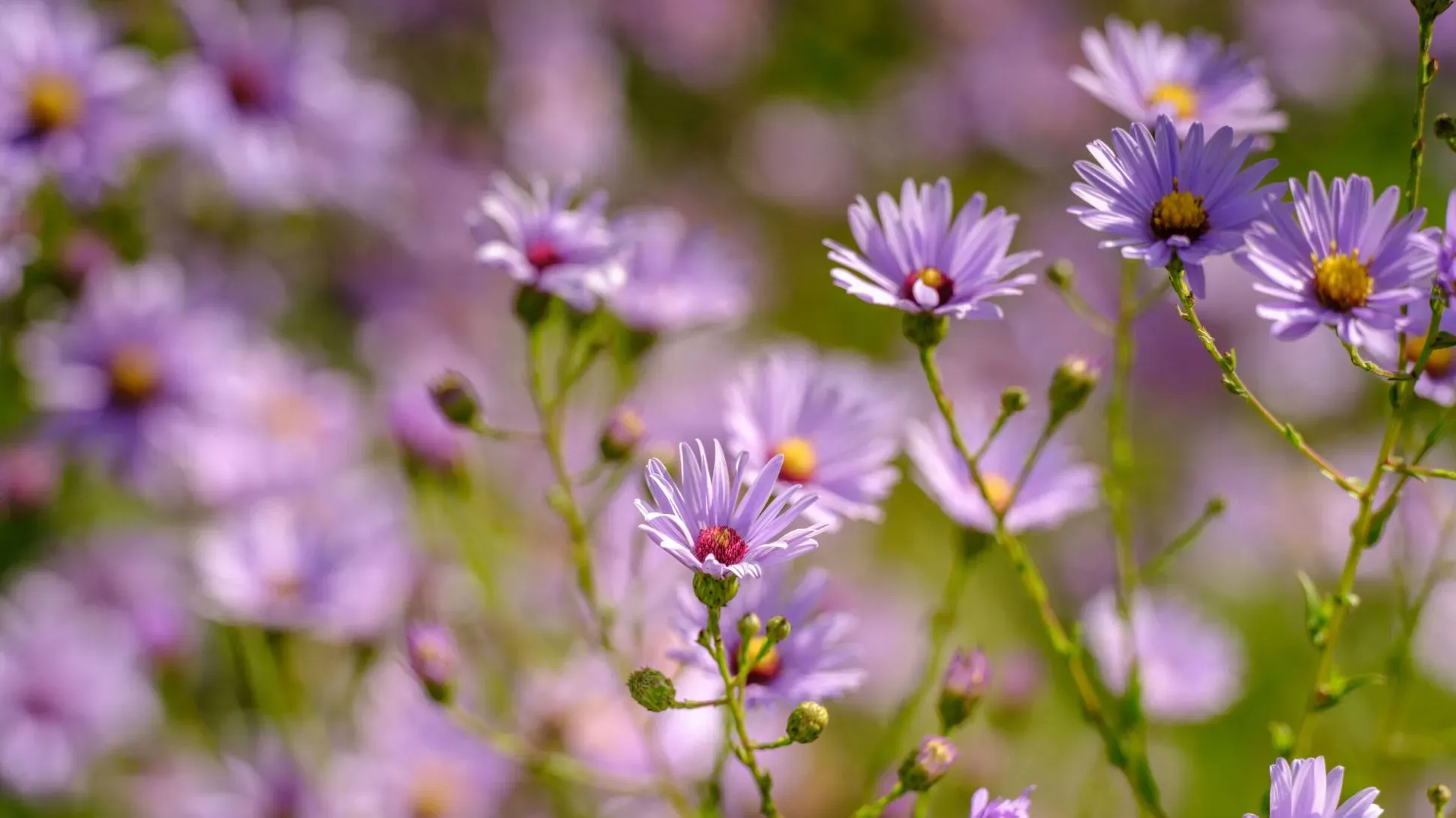 A close up of small purple aster flowers