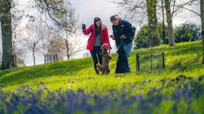 Two people stand with dogs in a woodland with bluebells.