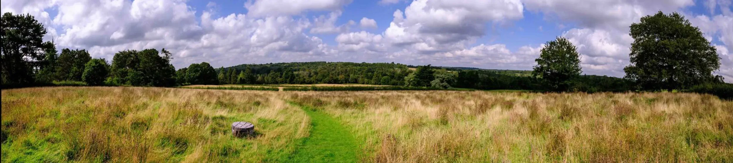 A grassy pathway through an unmown meadow. 