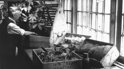 Image of a horticulturist packing plants into a Wardian case ready for transportation