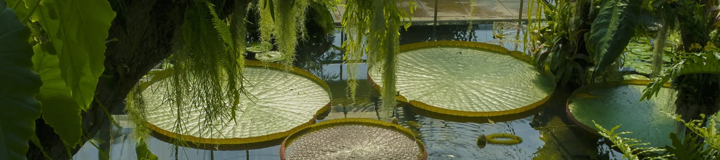 Victoria Amazonica waterlily in the Princess of Wales Conservatory