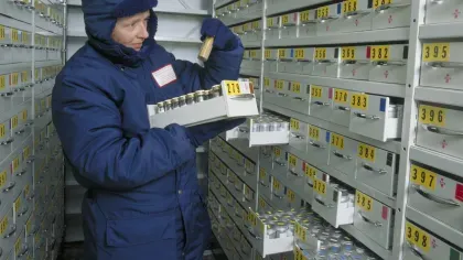A scientist in the Millennium Seed Bank vault 