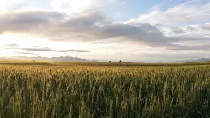 Very large field of young green wheat in South Africa. Far away in the background and on the right-hand side are mountains. The sun is setting which has created a bright dusky glow across the field.