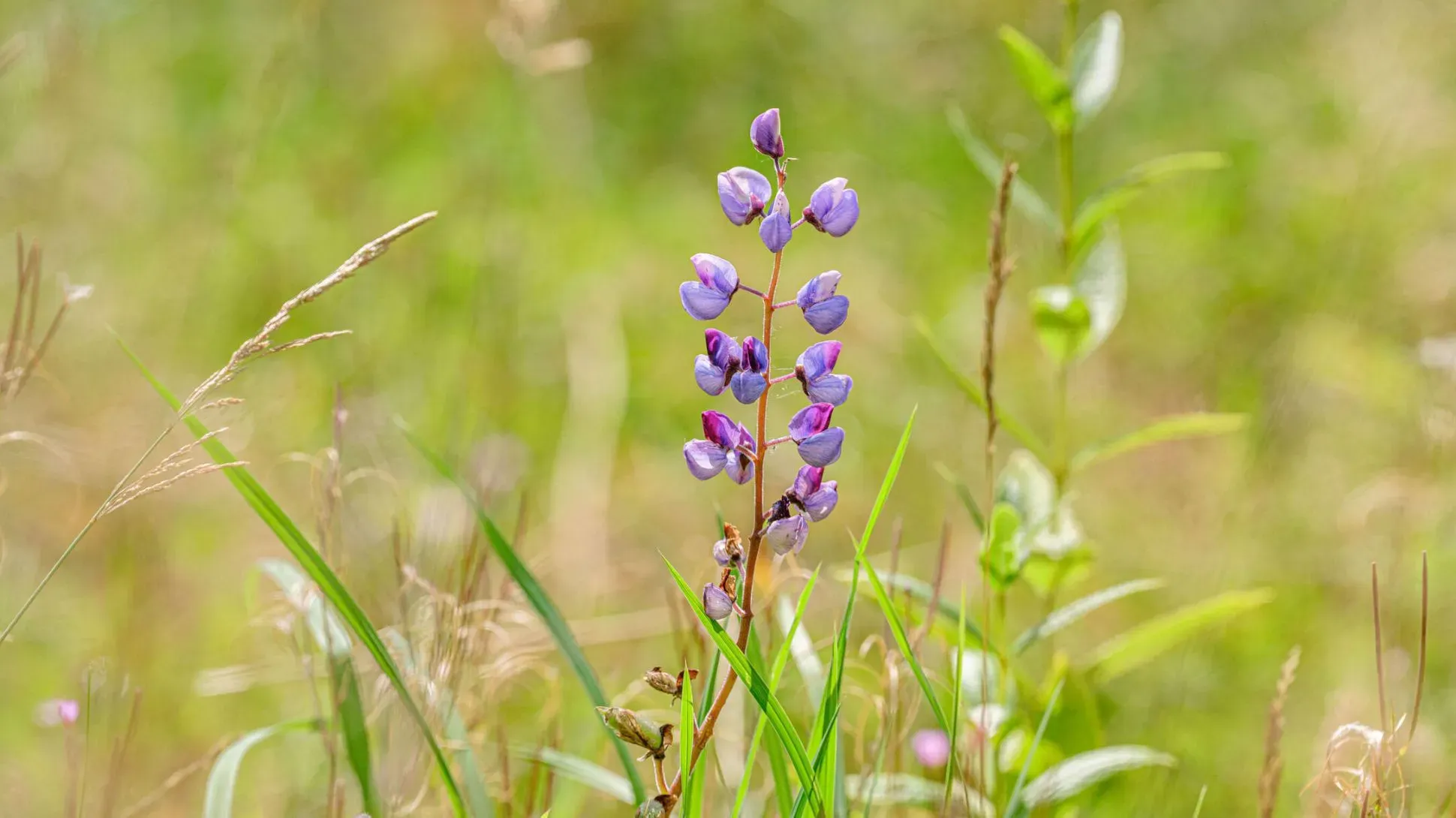 A singular purple wild lupine flower, surrounded by grasses