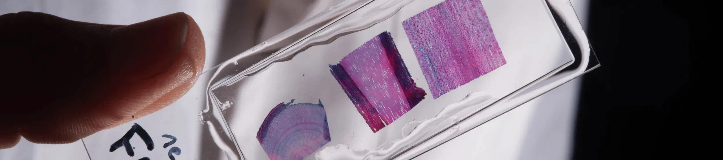 Microscope slide of a wood sample