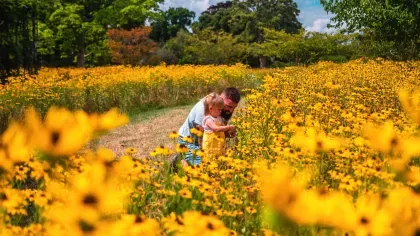 A adult and child stand in a field of yellow flowers
